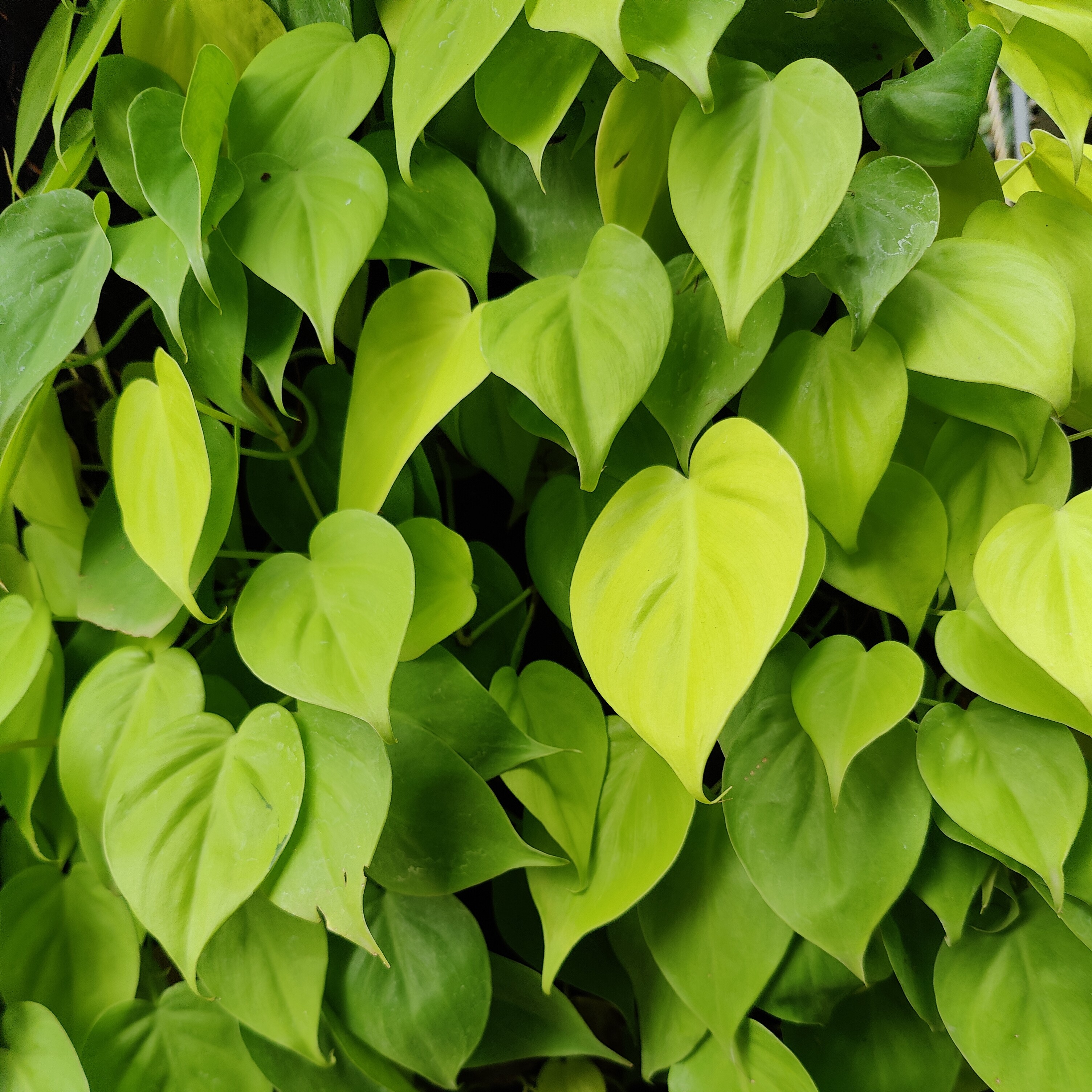 Philodendron 'Lemon Lime'